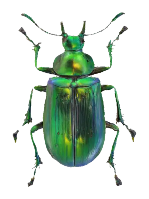 3D model for Emerald Jewel Beetle