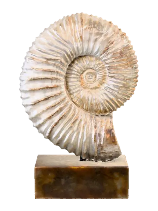 Ammonite Elegance - Fossil 3D model, vytvořený pomocí AI