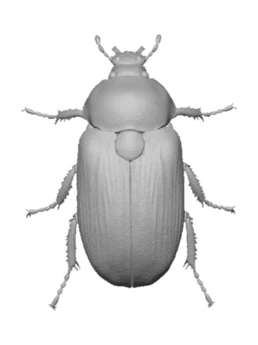 3D model for Iridescent Jewel Beetle