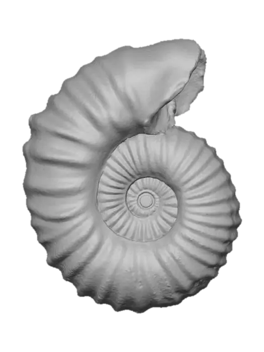 3D model for Ammonite Spiral