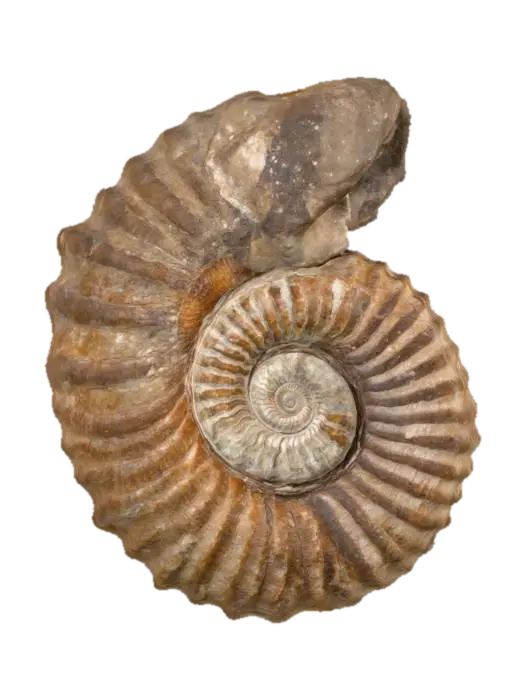 3D model for Ammonite Spiral