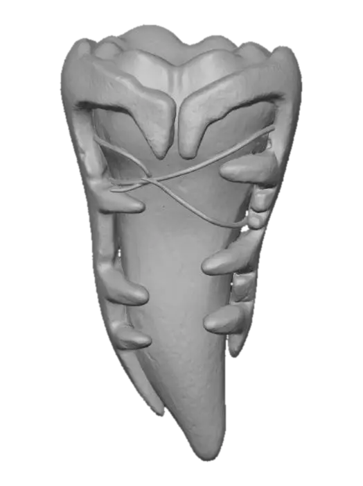 3D model for Fossil Fang Artifact