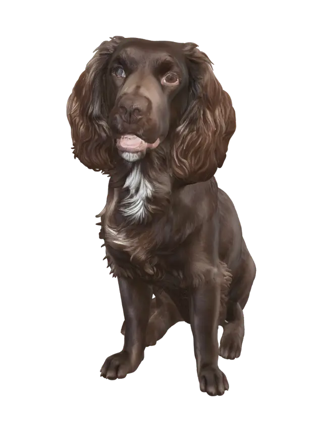 Curious Chocolate Spaniel - Mutt 3D model, vytvořený pomocí AI