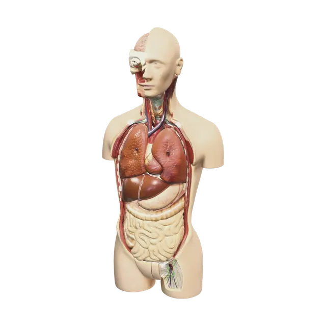 Realistic Torso Anatomy - Ribs 3D model, vytvořený pomocí AI