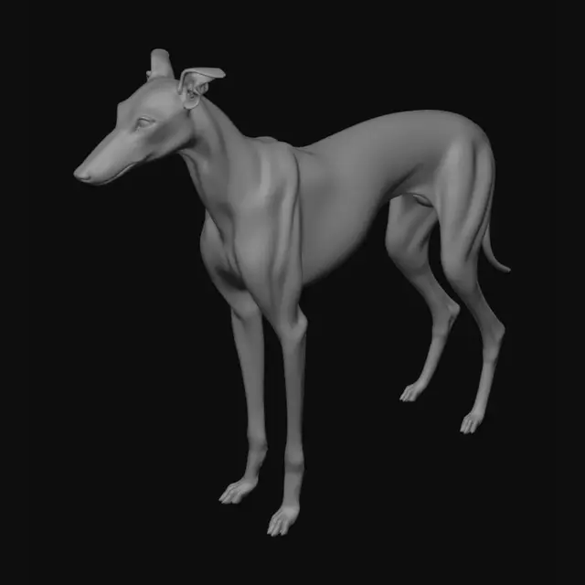 3D model for Make me a greyhound standing with her ears up like she just saw some pray