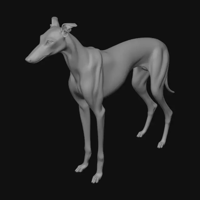 3D model for Make me a greyhound standing with her ears up like she just saw some pray