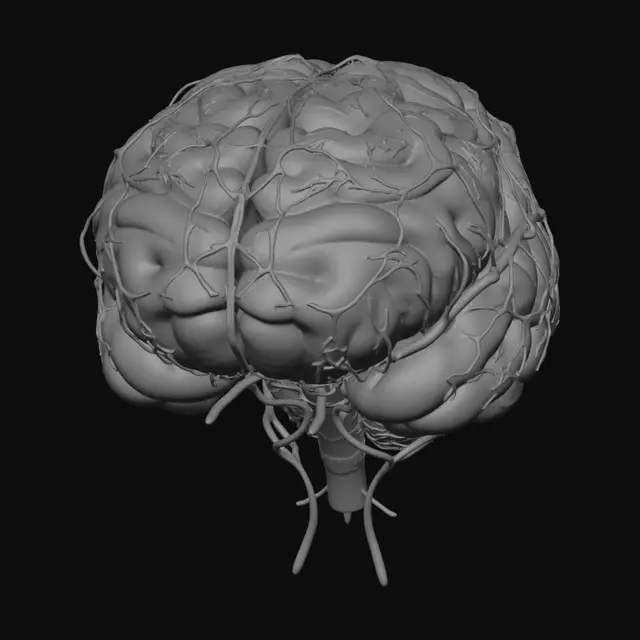 3D model for Cerebral Vasculature