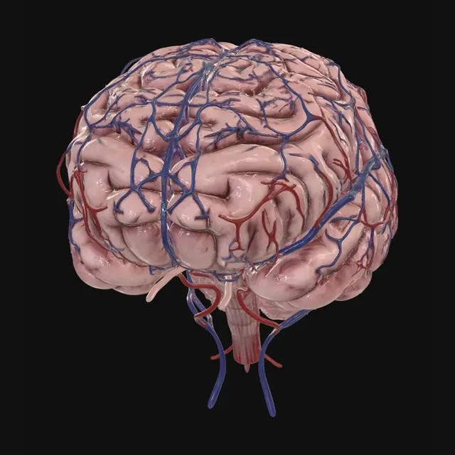 3D model for Cerebral Vasculature