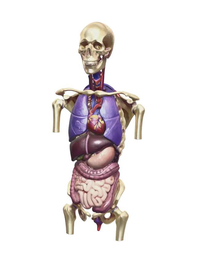 3D model for Modern Torso Muscles