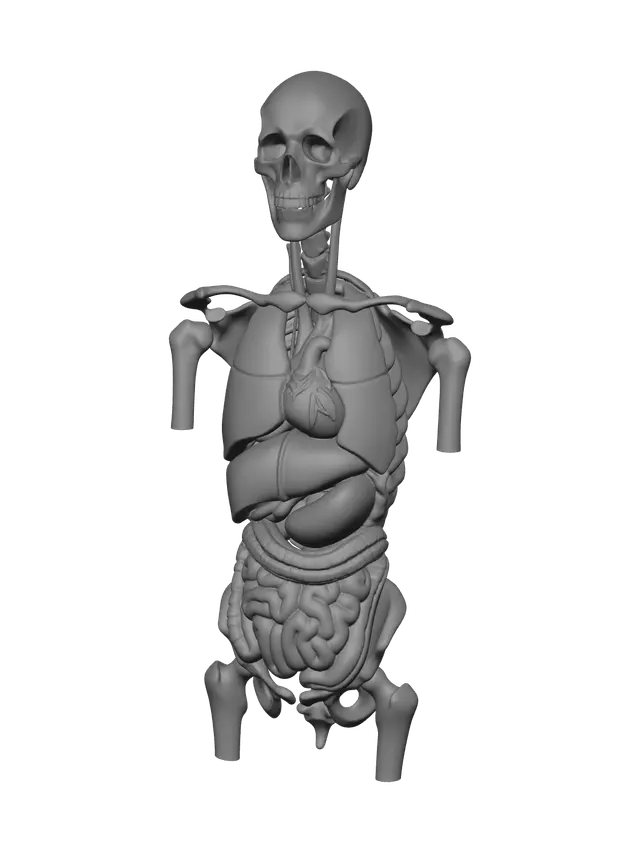 3D model for Modern Torso Muscles