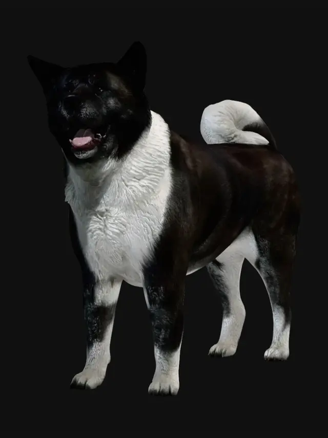3D model for Smiling Black and White Dog
