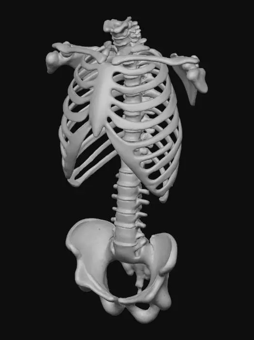 3D model for only the front half of an human rib cage. Include only sternum and the anterior parts of the ribs.
Generate clean, distinct pieces: the sternum as one object and each rib as separate mesh elements.
No spine, no scapulae, no organs, no back ribs.
Clean topology, medium-poly, smooth curves, anatomically plausible proportions but not hyper-detailed.
Meshes must not be fused: sternum separated, ribs separated.
Straightforward geometry suitable for editing and remeshing in Blender.
No thickness exaggeration.
Output as a single model composed of multiple distinct meshes
