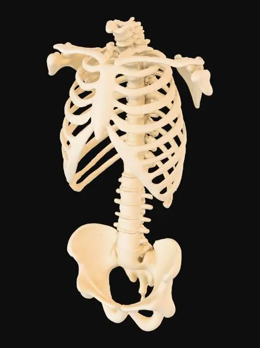 3D model for only the front half of an human rib cage. Include only sternum and the anterior parts of the ribs.
Generate clean, distinct pieces: the sternum as one object and each rib as separate mesh elements.
No spine, no scapulae, no organs, no back ribs.
Clean topology, medium-poly, smooth curves, anatomically plausible proportions but not hyper-detailed.
Meshes must not be fused: sternum separated, ribs separated.
Straightforward geometry suitable for editing and remeshing in Blender.
No thickness exaggeration.
Output as a single model composed of multiple distinct meshes