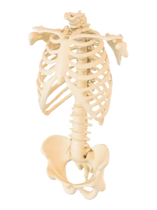 only the front half of an human rib cage. Include only sternum and the anterior… - Ribcage 3D model, vytvořený pomocí AI