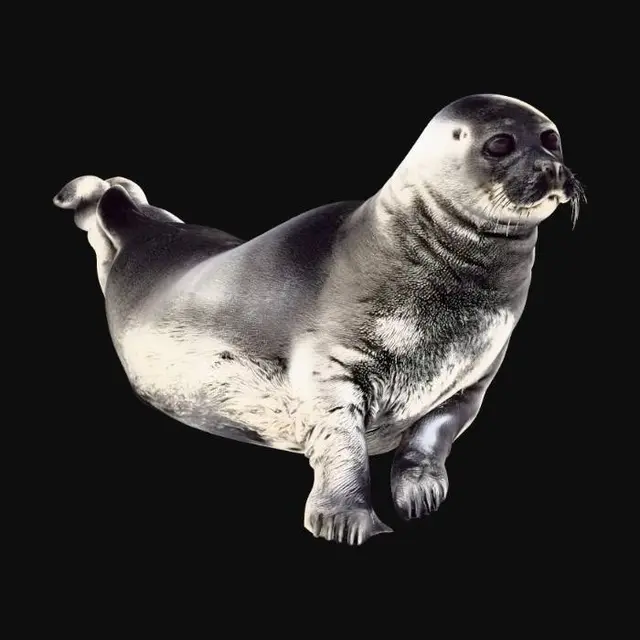 3D model for Seal on the Ice