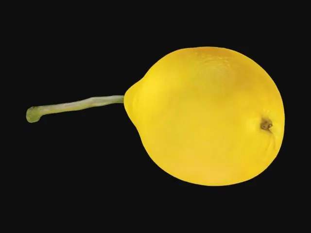 3D model for Golden Pear in Watercolor, #SketchTo3D#