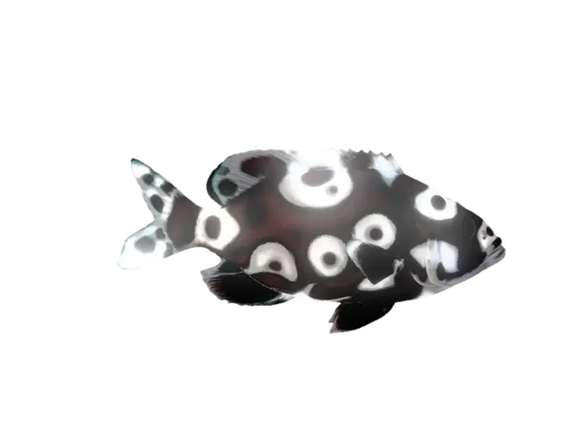 3D model for A sweetlips fish, coral reef sized. Realism styled, not cartoonish.