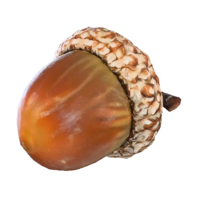 3D model for Acorn, #Thanksgiving#