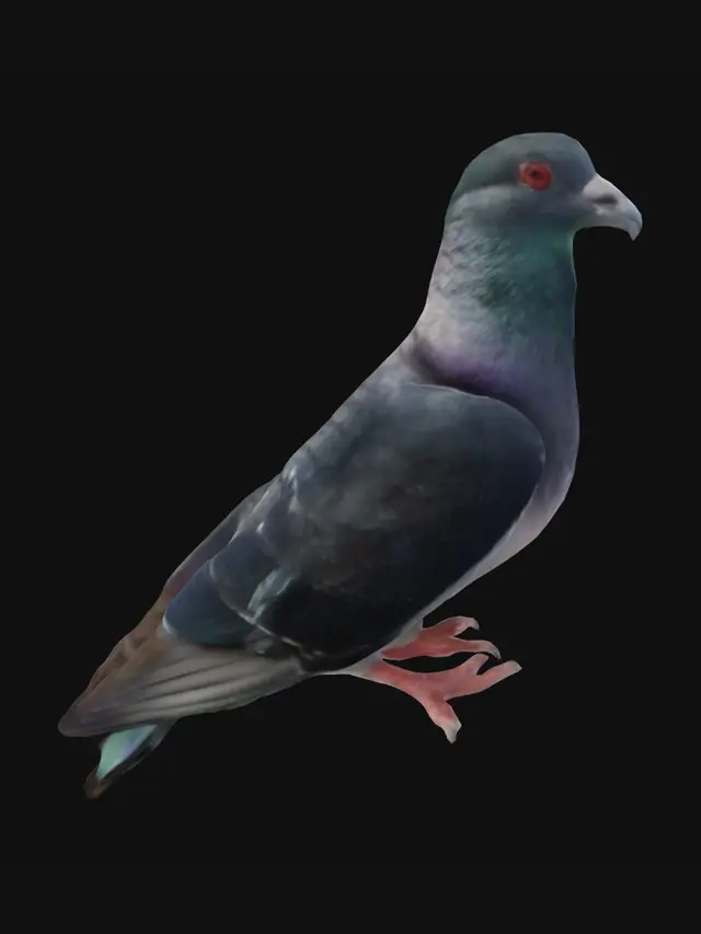 3D model for Iridescent Rock Dove