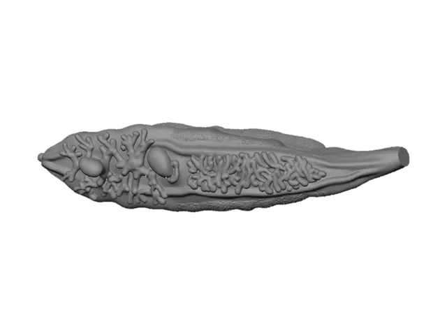 3D model for Flatworm with branched digestive system