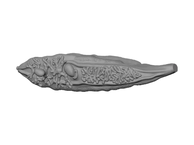 3D model for Flatworm with branched digestive system