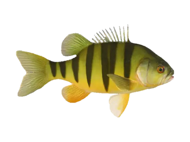 A freshwater perch fish, characterized by its elongated, torpedo-shaped body that… 3D model, vytvořený pomocí AI