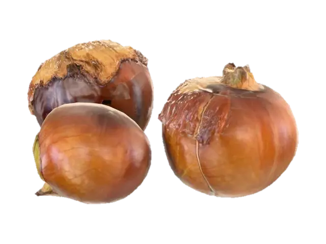 3D model for three chestnuts. one still in its case