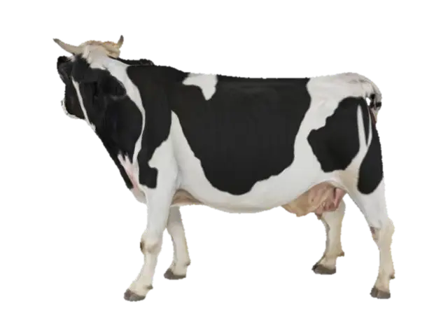 Holstein Cow 3D model, vytvořený pomocí AI