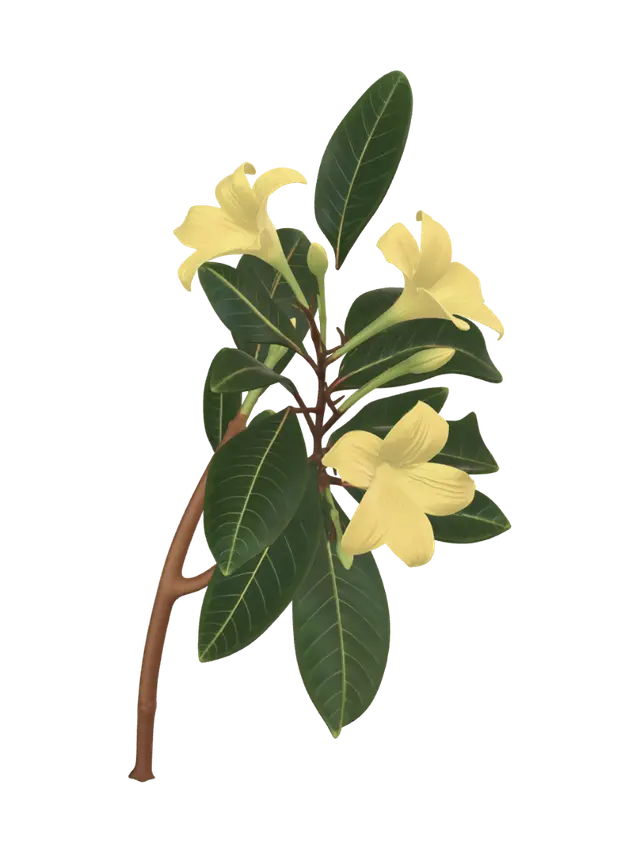 3D model for A highly detailed, ultra-realistic 3D model of a single Allamanda polyantha branch. The stem is woody, slightly textured, and naturally curved. It features whorled, glossy, dark green lanceolate leaves with clearly defined veins and realistic specular highlights. At the tip of the branch, there is a cluster of vibrant, bright yellow trumpet-shaped flowers with delicate petal textures, along with a few unopened green buds. Botanical accuracy, photorealistic PBR textures, architectural visualization quality, high poly, isolated on a neutral background, natural organic shapes.