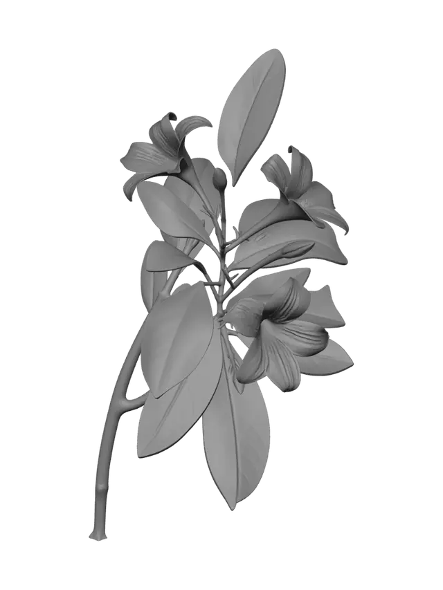3D model for A highly detailed, ultra-realistic 3D model of a single Allamanda polyantha branch. The stem is woody, slightly textured, and naturally curved. It features whorled, glossy, dark green lanceolate leaves with clearly defined veins and realistic specular highlights. At the tip of the branch, there is a cluster of vibrant, bright yellow trumpet-shaped flowers with delicate petal textures, along with a few unopened green buds. Botanical accuracy, photorealistic PBR textures, architectural visualization quality, high poly, isolated on a neutral background, natural organic shapes.