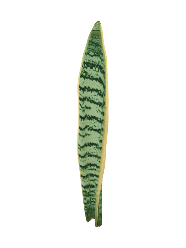 3D model for Lone Snake Plant Leaf