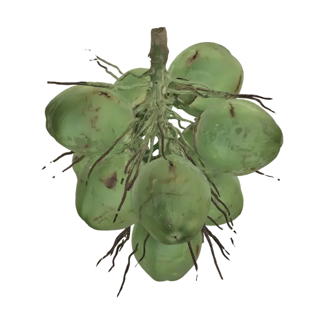 3D model for Cluster of green coconuts