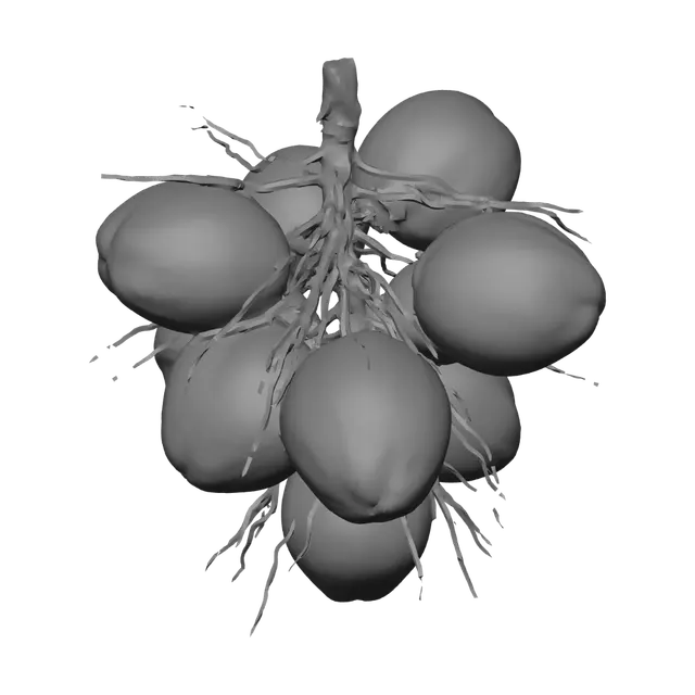3D model for Cluster of green coconuts