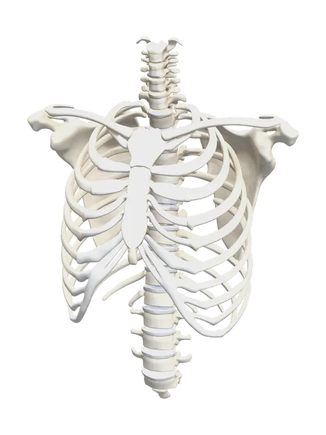 3D model for Rib Cage