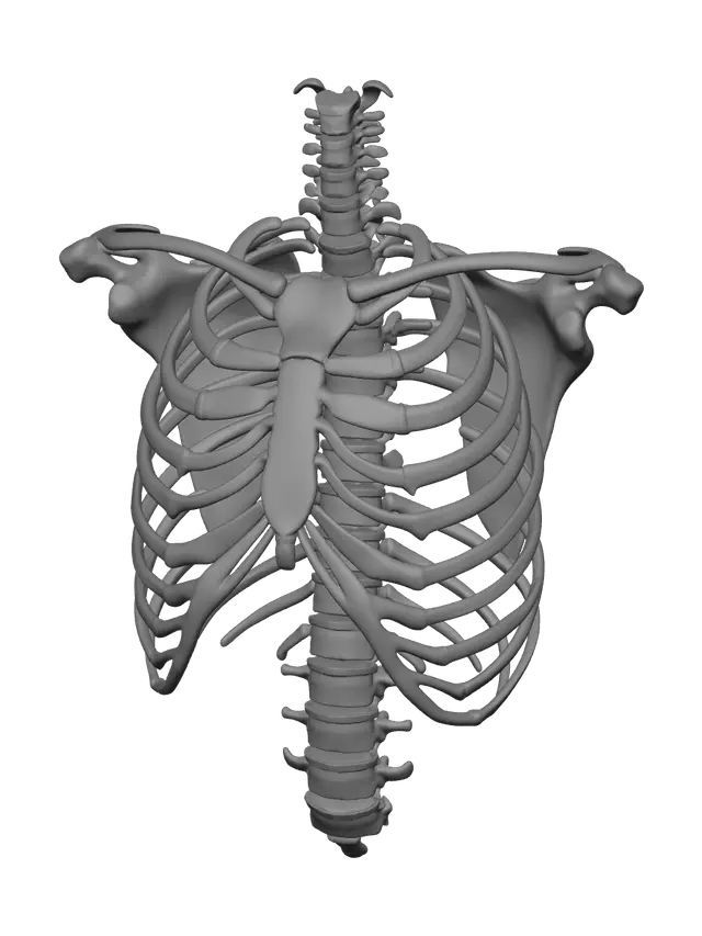 3D model for Rib Cage