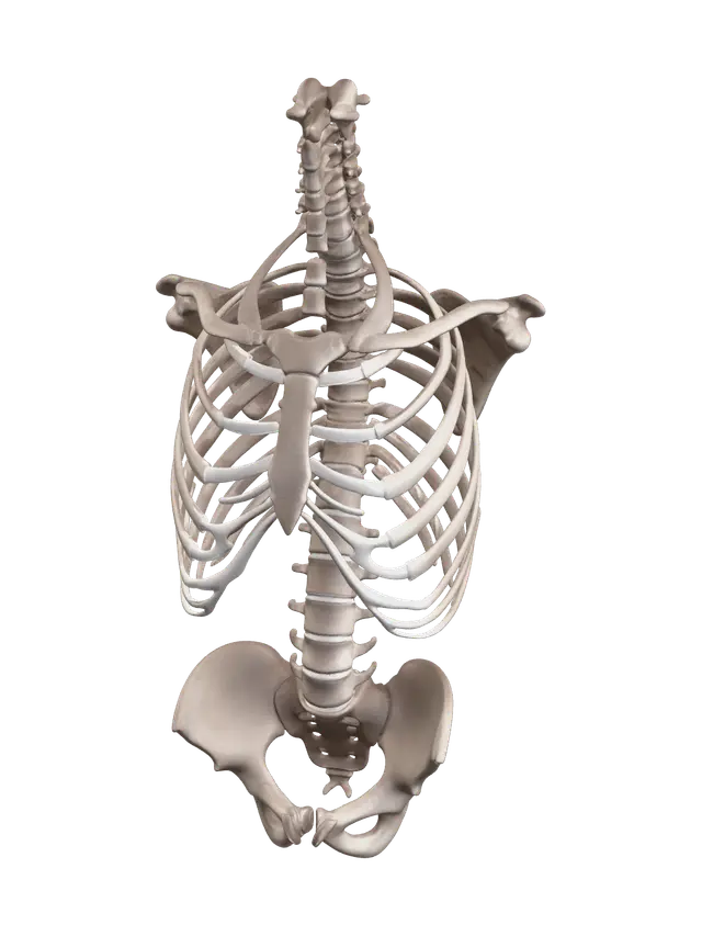 Weathered Rib Cage - Ribcage 3D model, vytvořený pomocí AI