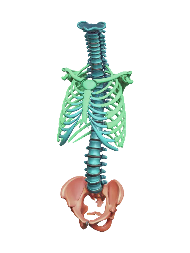 3D model for Realistic Rib Cage