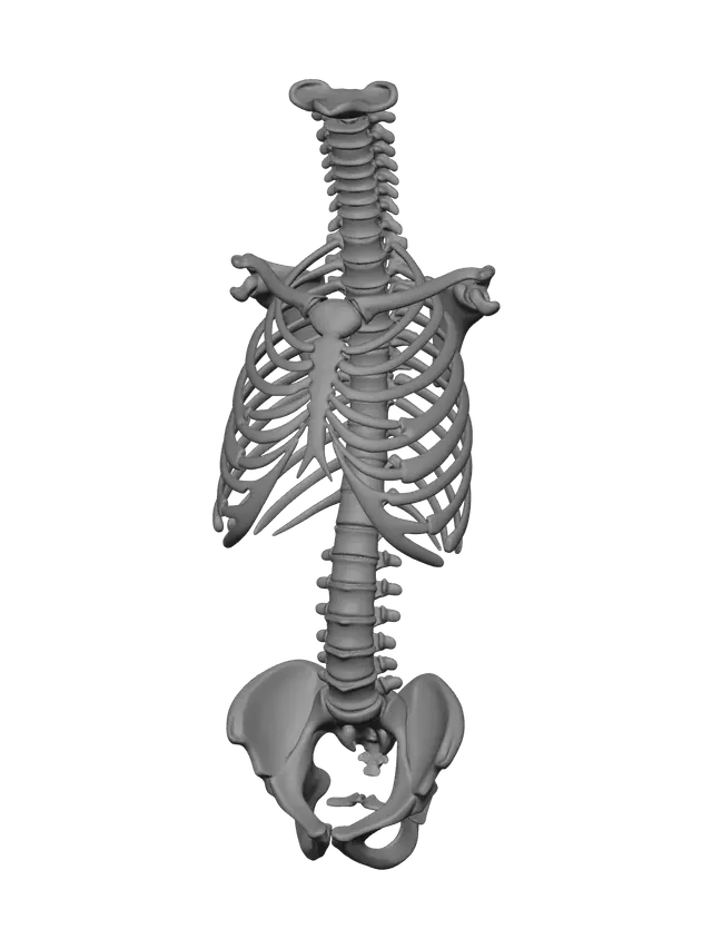 3D model for Realistic Rib Cage
