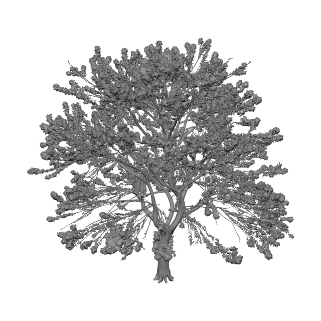 3D model for Cherry Blossom by the Lake