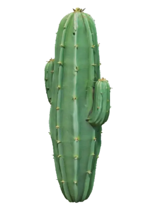 Cactus Glow 3D model, vytvořený pomocí AI