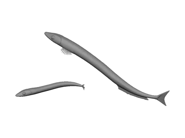 3D model for Two slender minnows in a gravel aquarium