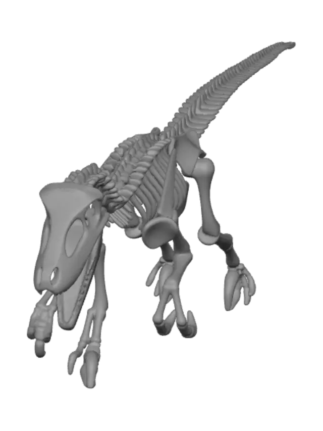 3D model for Velociraptor Skeleton