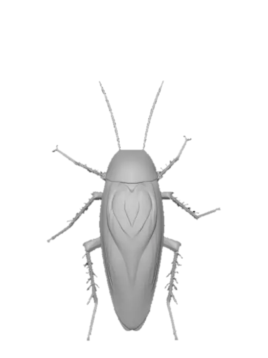 Free Cockroach 3D Models - Download Instantly | Meshy