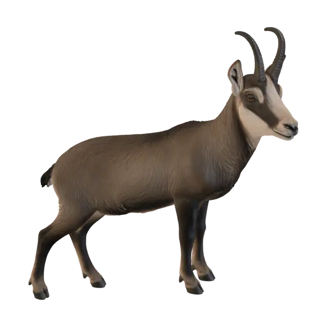 chamois-buck-3d-v2 3D model, vytvořený pomocí AI