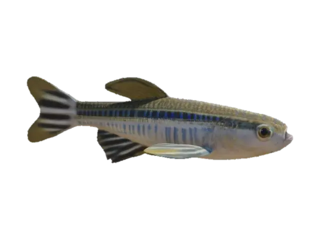 Zebrafish - Species 3D model, vytvořený pomocí AI