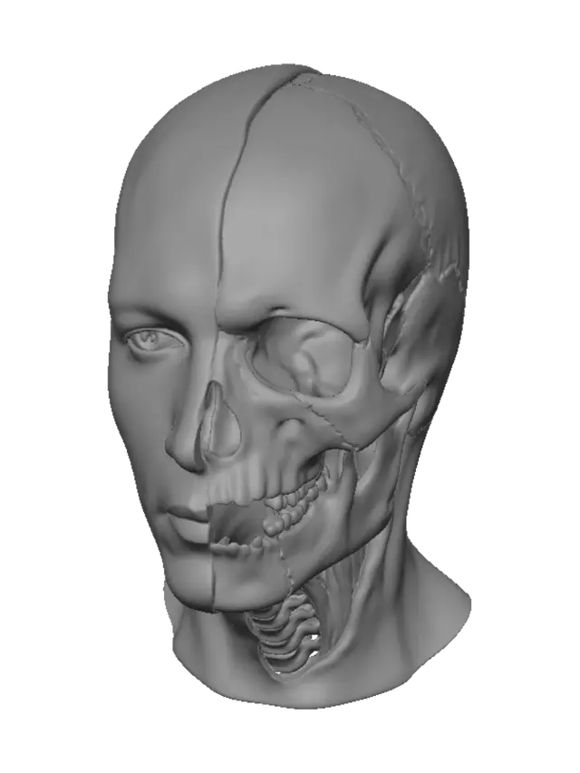3D model for Лицо на половину человек на половину скелет