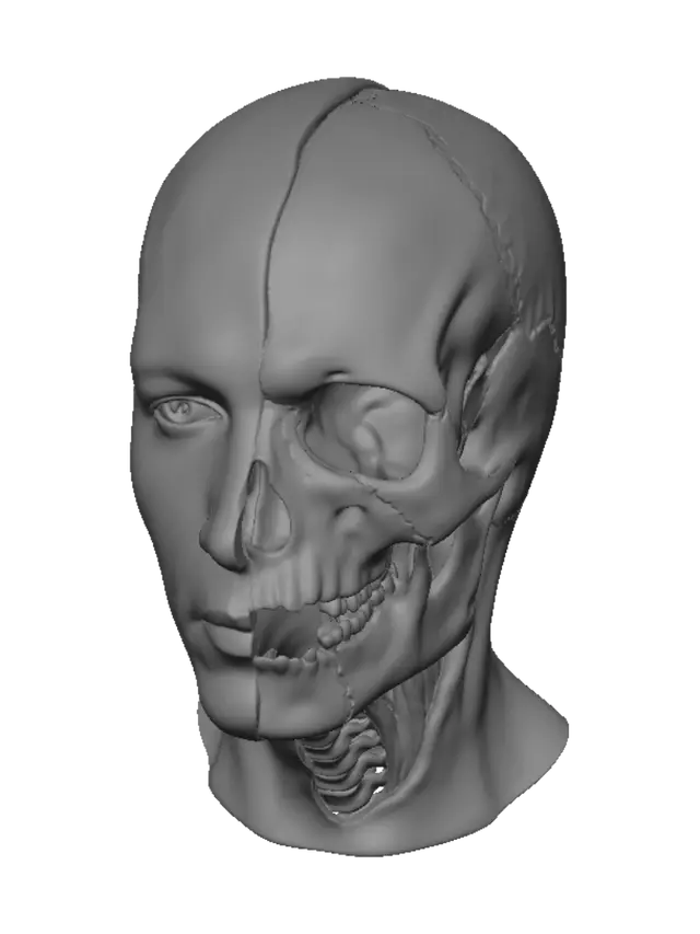 3D model for Лицо на половину человек на половину скелет