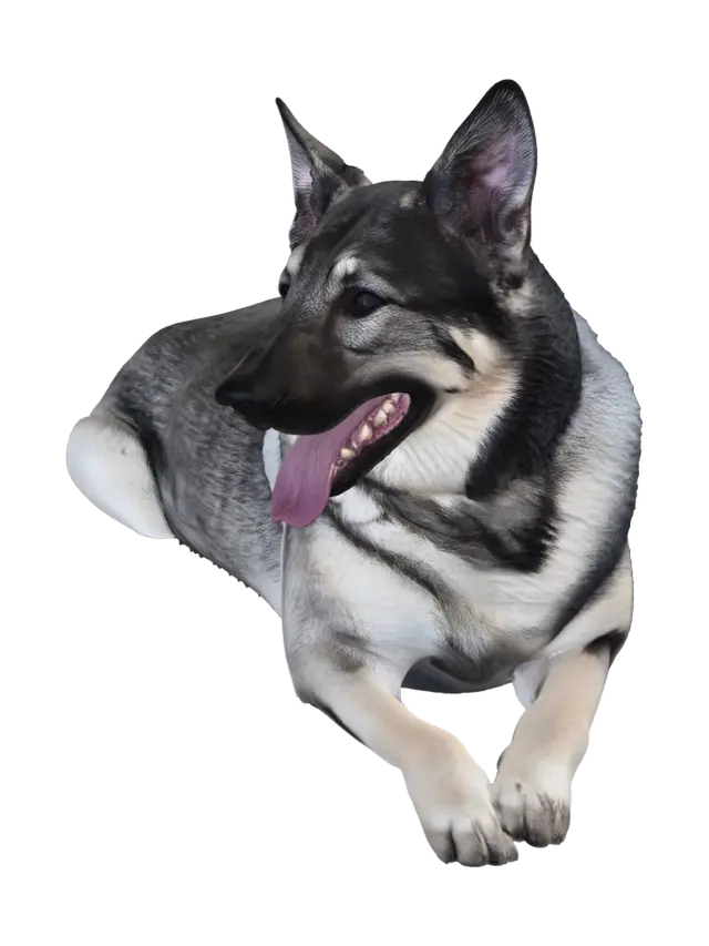 3D model for Joyful German Shepherd in the Grass