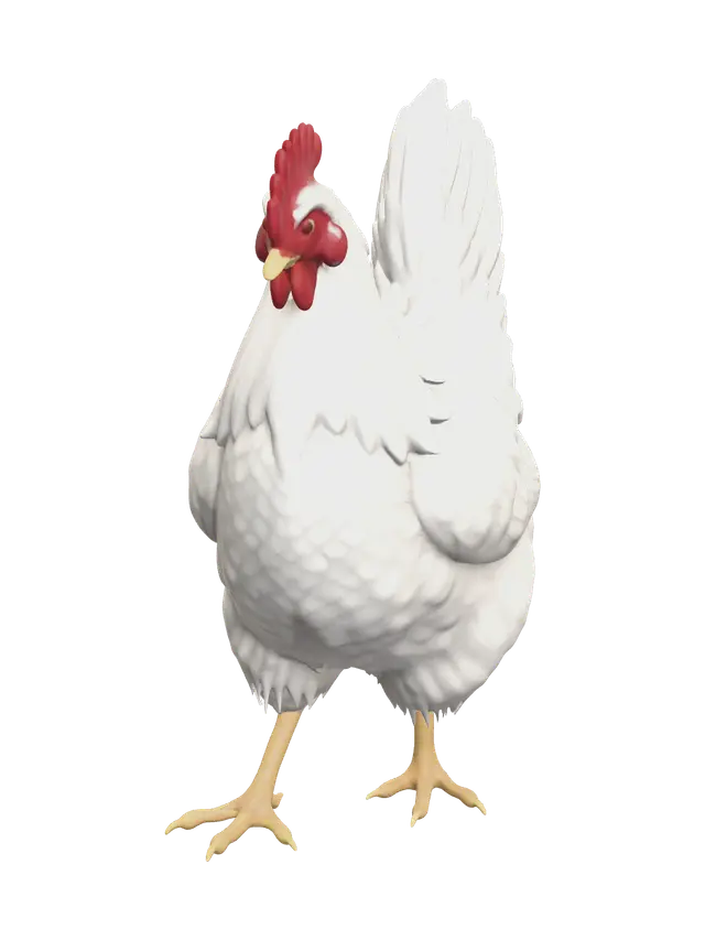 3D model for Ornate Chicken Anatomy