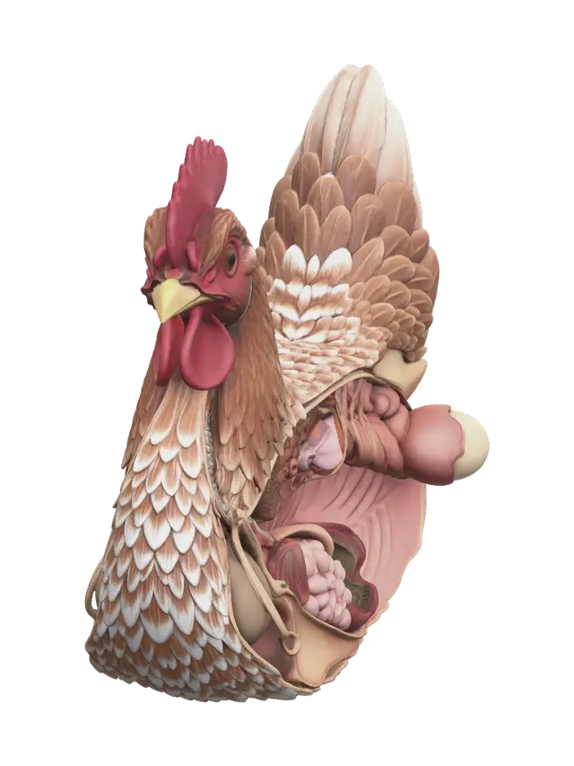 3D model for Stylized Chicken Anatomy